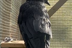 Carrion crow Colin