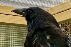 Carrion crow Pepper