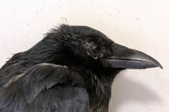 Carrion Crow Will