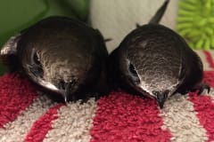 Common swifts Indra and Pava