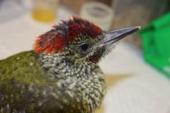 Green woodpecker Joschka