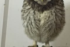 Little owl Cosimo