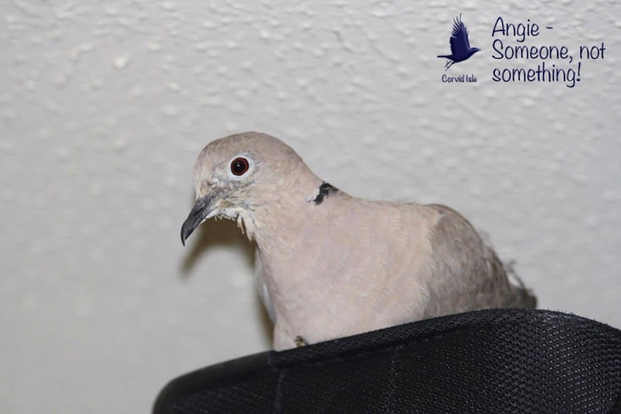 Collared dove Angie