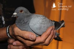 Feral pigeon Dora