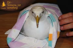 Herring gull Ebi