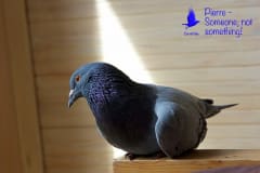 Feral Pigeon Pierre