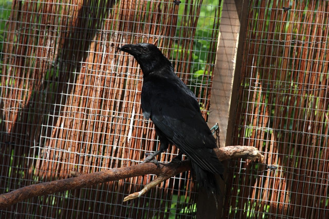 Carrion crow Boing Boing sitting on a perch in our communal aviary.