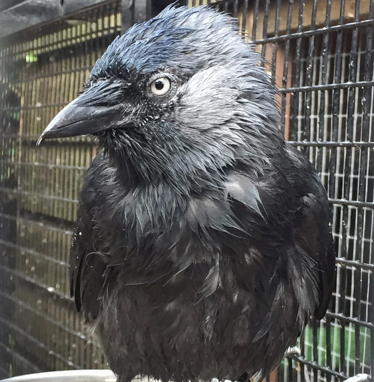 Jack is a juvenile male jackdaw, who has been raised and unintentionally imprinted. He also suffers of a cross beak, which has not being corrected in time when he was younger.
