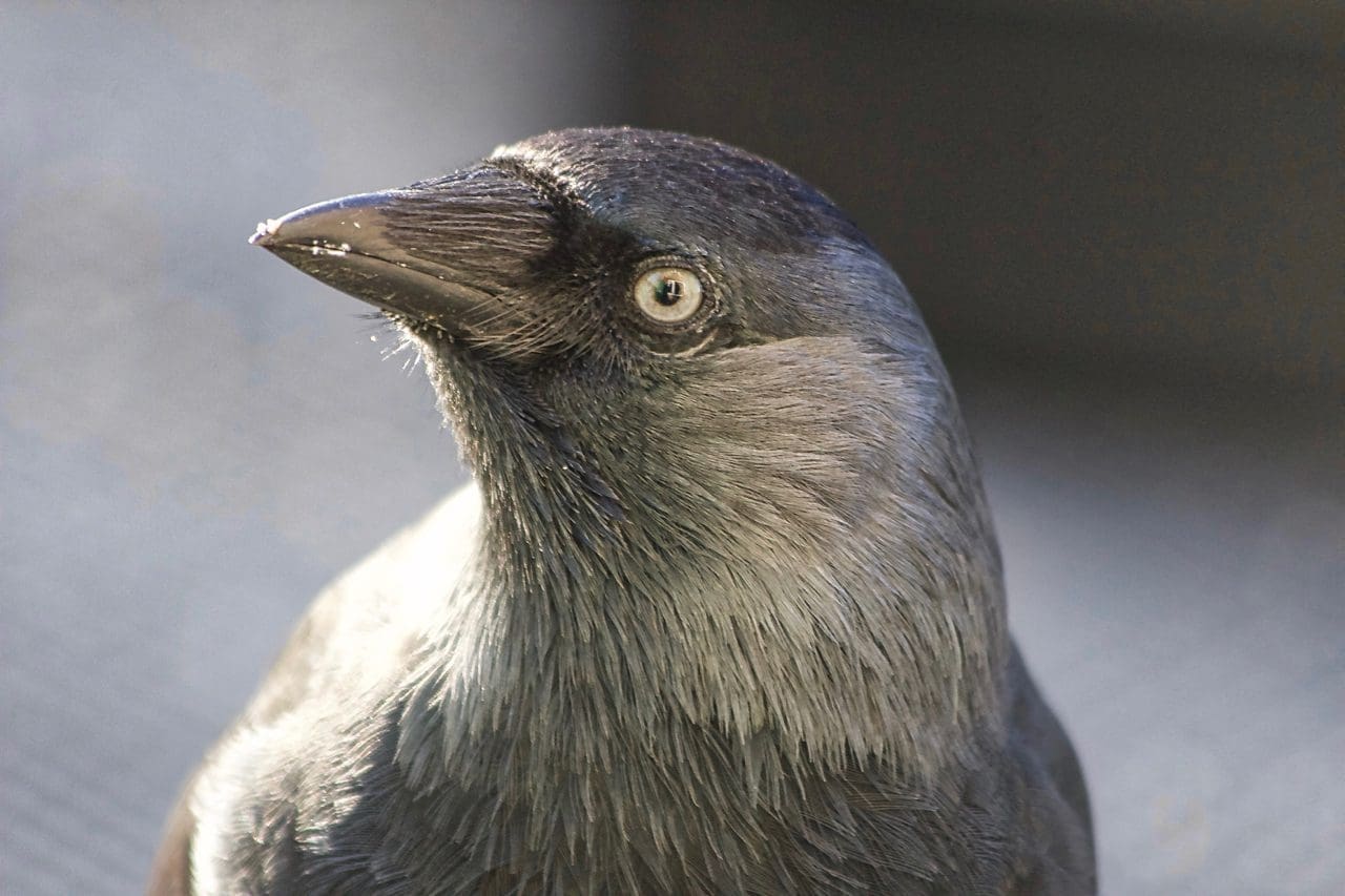 This picture of jackdaw Puck is taken after her successful release back into the wild. 