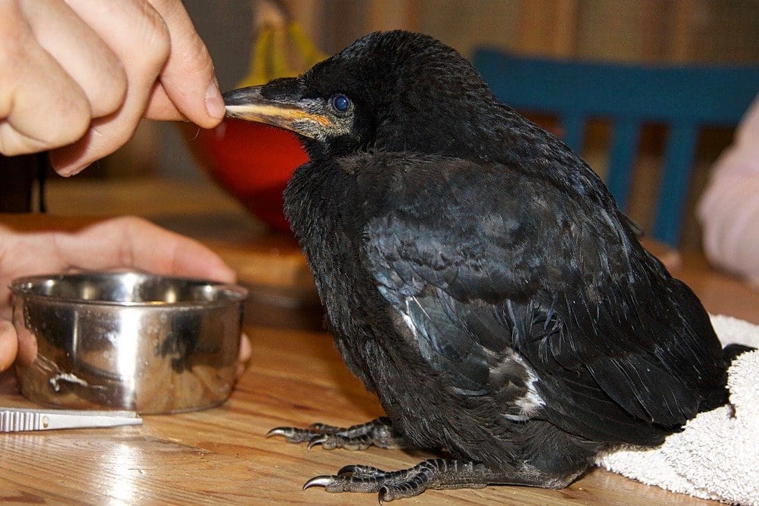 Teal'c is an orphaned rook fledgling, who recovered well after being found orphaned with signs of severe dehydration and starvation.