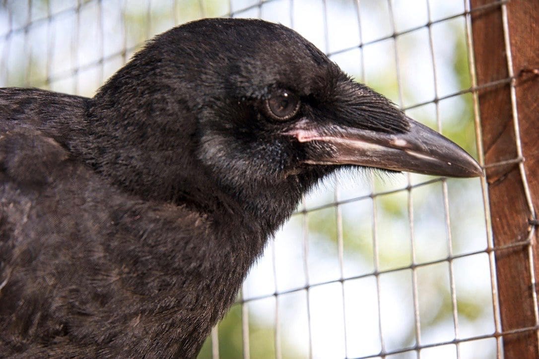 Rook Teal'c is growing up quickly into an inquisitive juvenile bird.