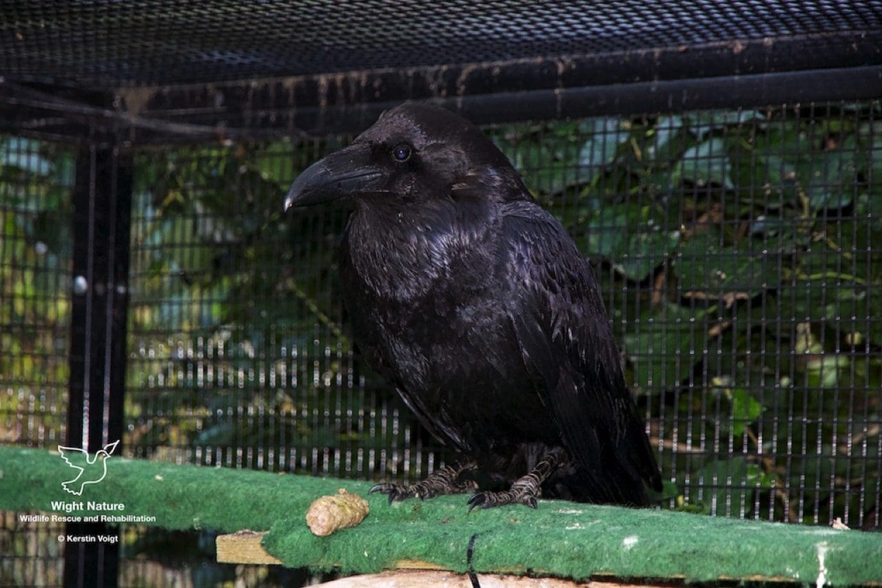 Raven Zarathustra in her release aviary.