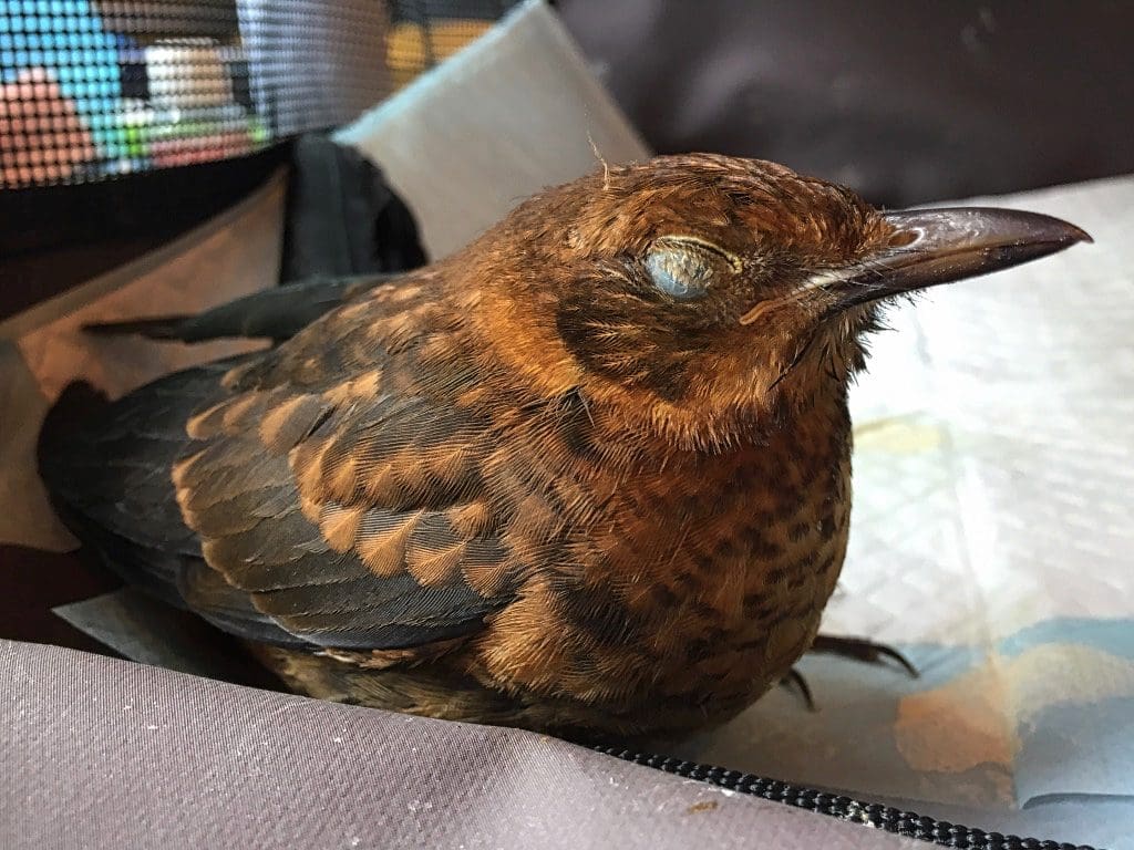 Blackbird fledgling