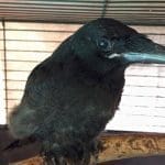 Carrion crow Merilyn
