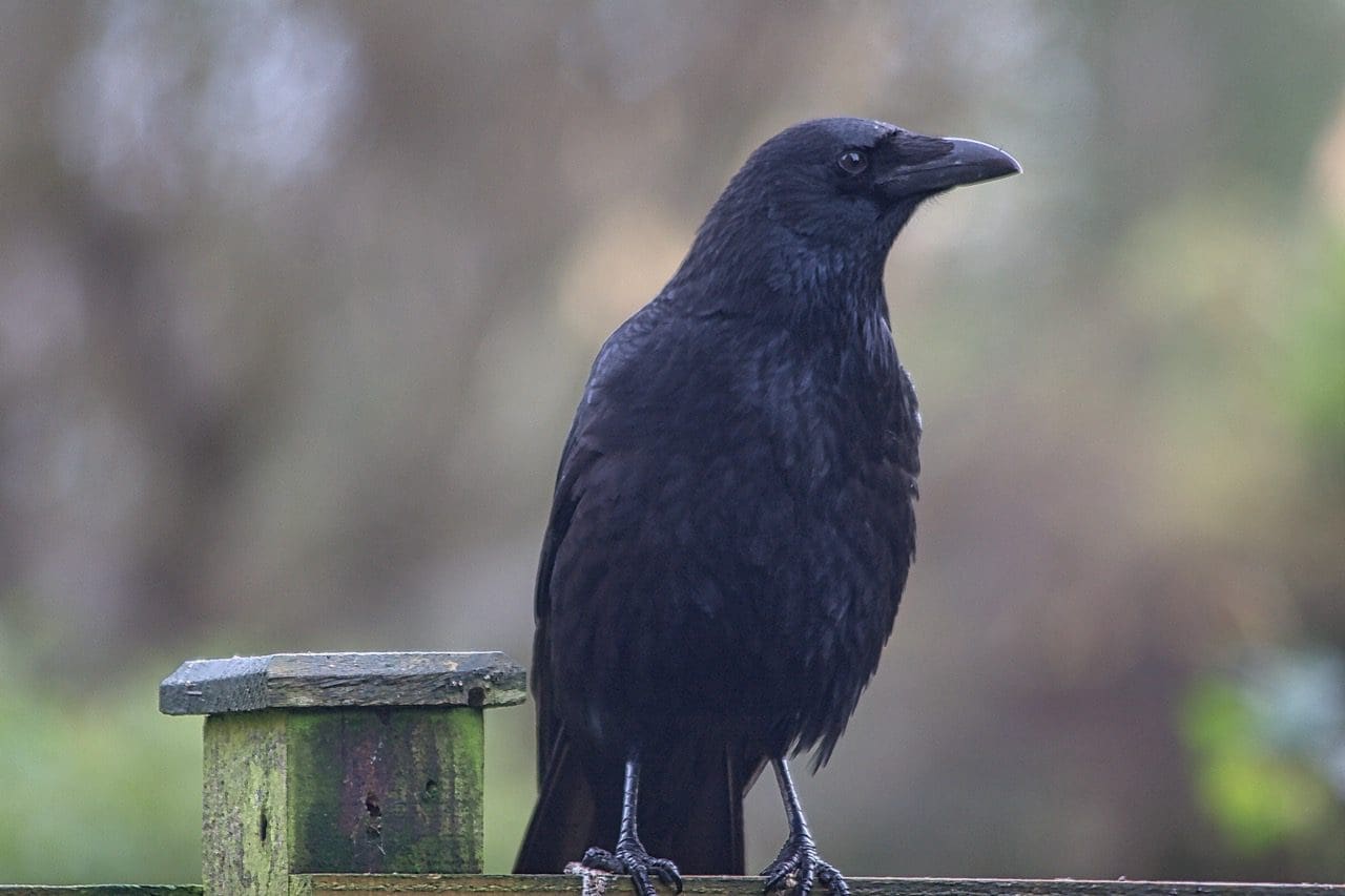 Carrion crow Merylin