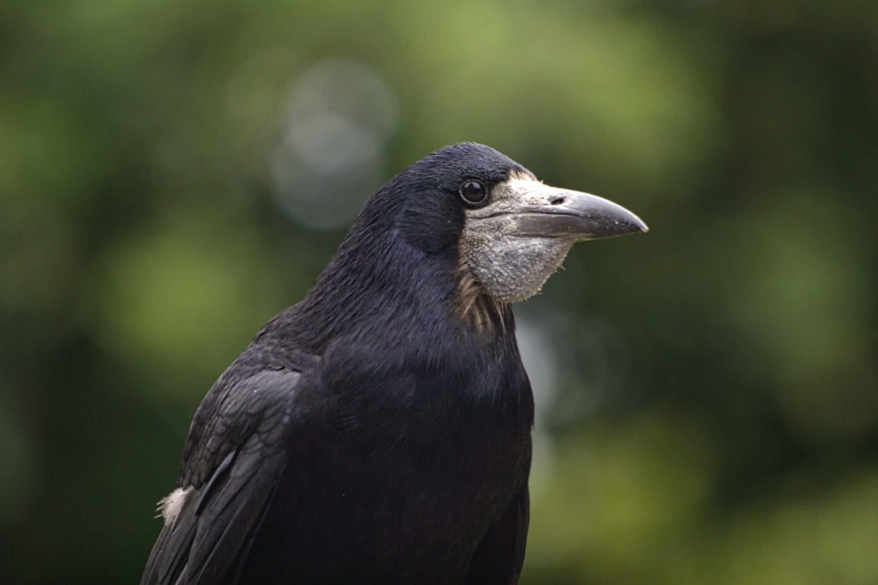Rook with filled gular pouch