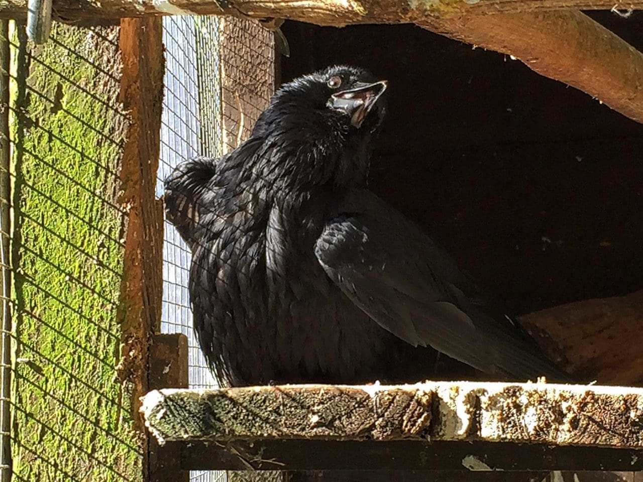 Sunbathing carrion crow