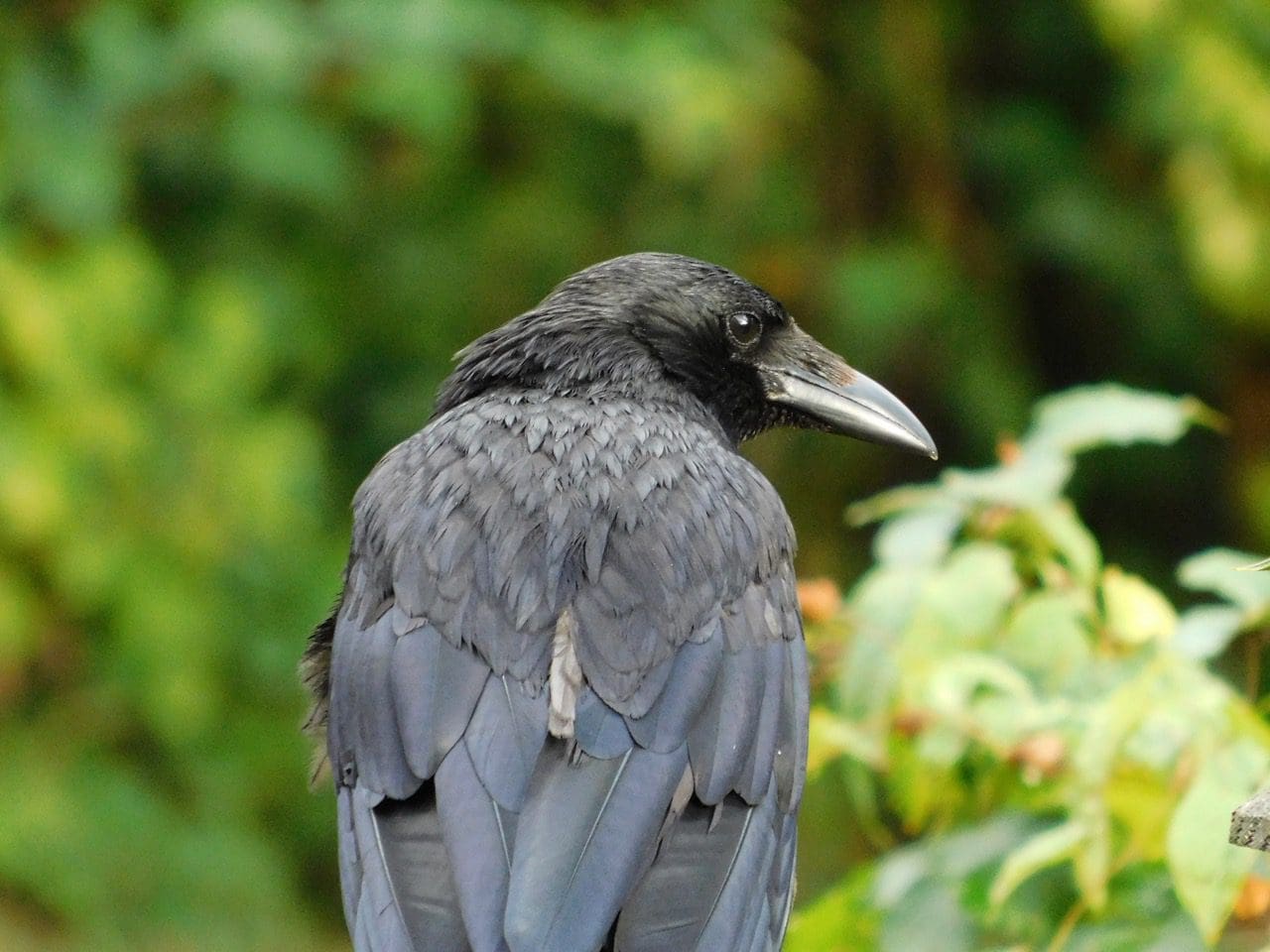 Carrion crow Merilyn