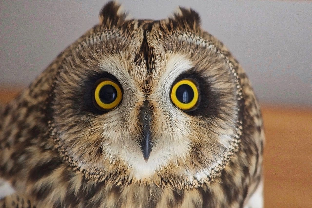 Short-eared owl Harriet