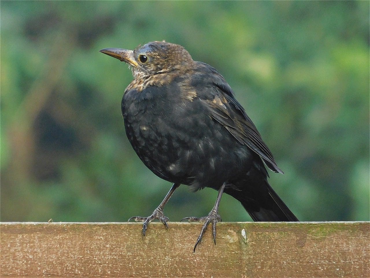 Juvenile blackbird