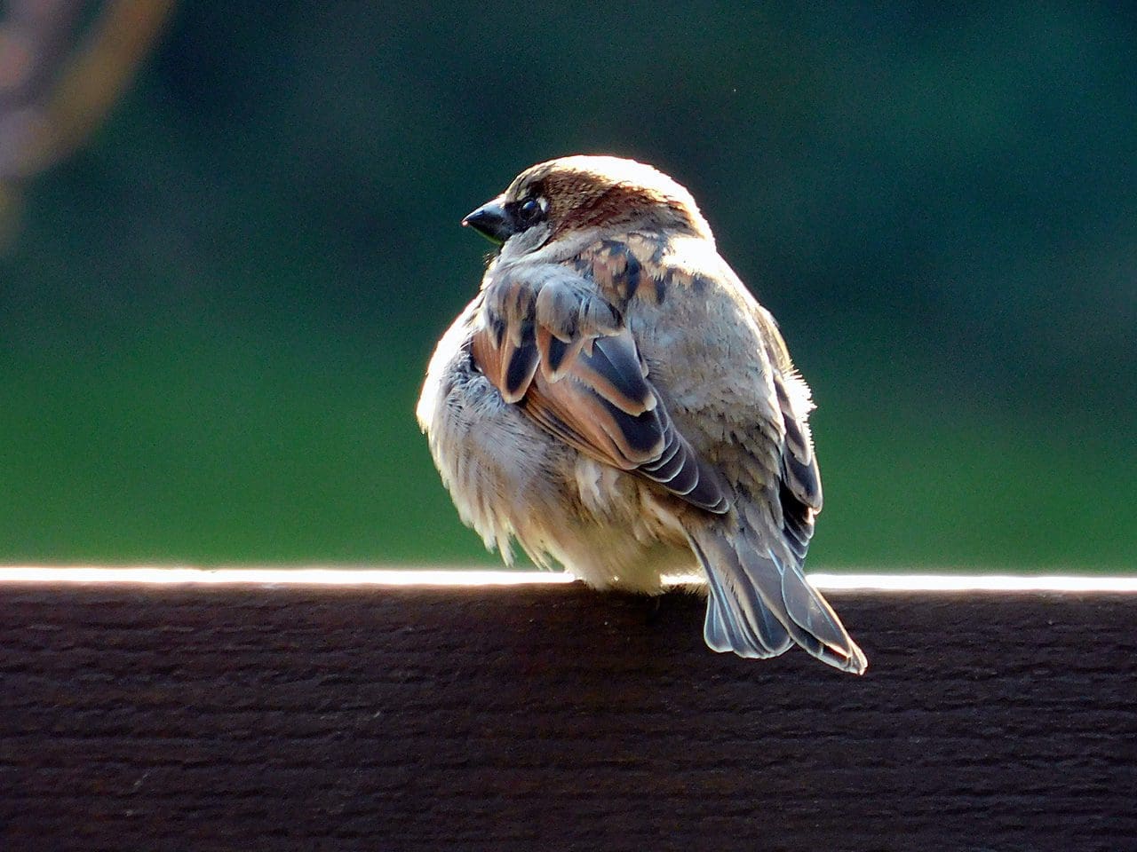 Male sparrow