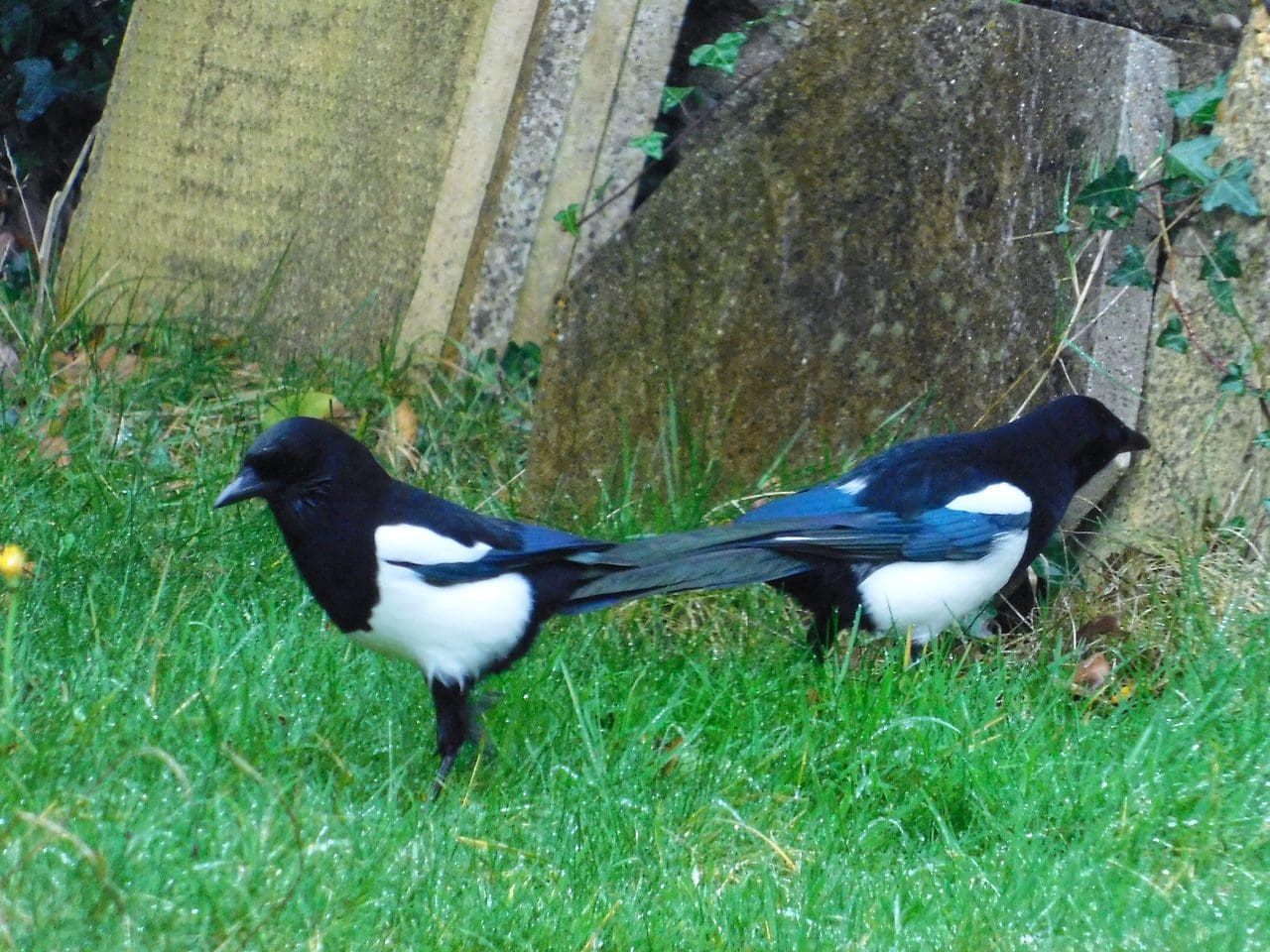 Magpies exploring the garden