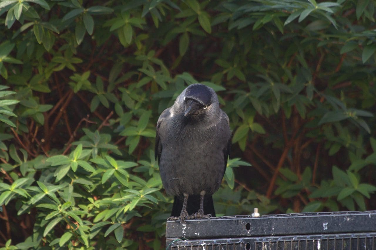 Jackdaw Puck sitting on aviary roof