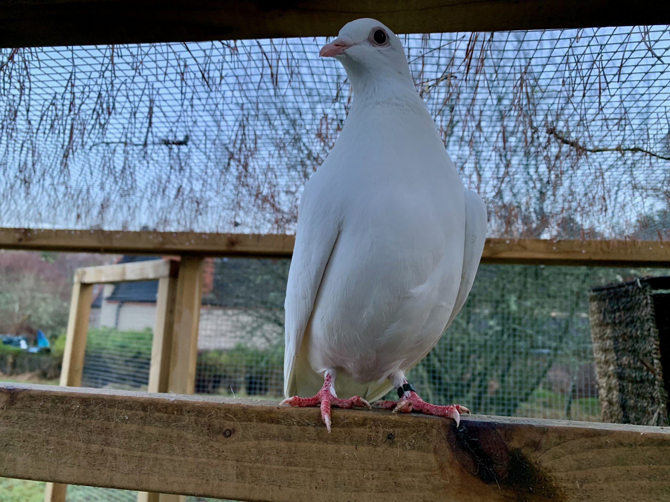 Feral pigeon Bianca